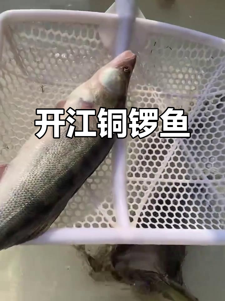 铜锣鱼开江,三四斤的山坳黄美味来袭