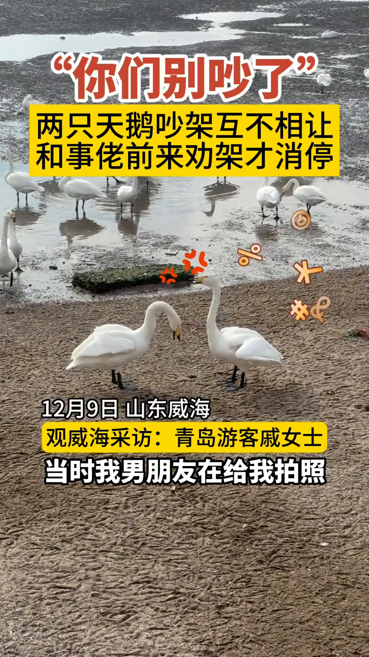 两只天鹅吵架互不相让,和事佬前来劝架威风十足
