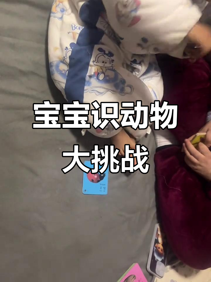 一岁半宝宝已能分辨小动物,卡片挑战轻松过关