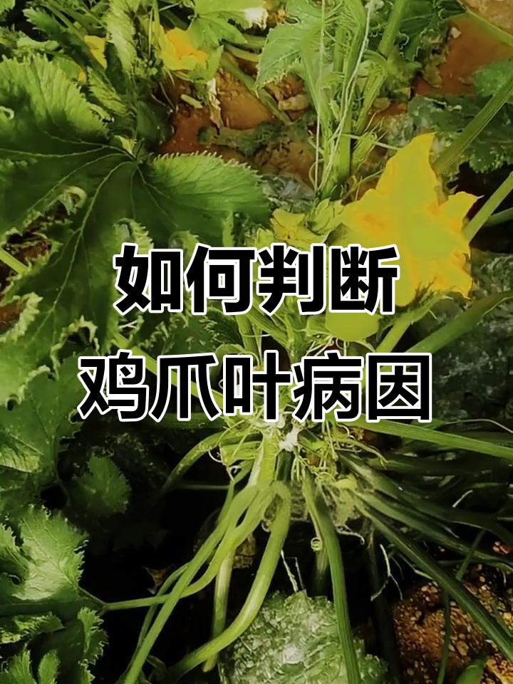 鸡爪叶症状解析:病毒病、激素中毒还是生理性原因?