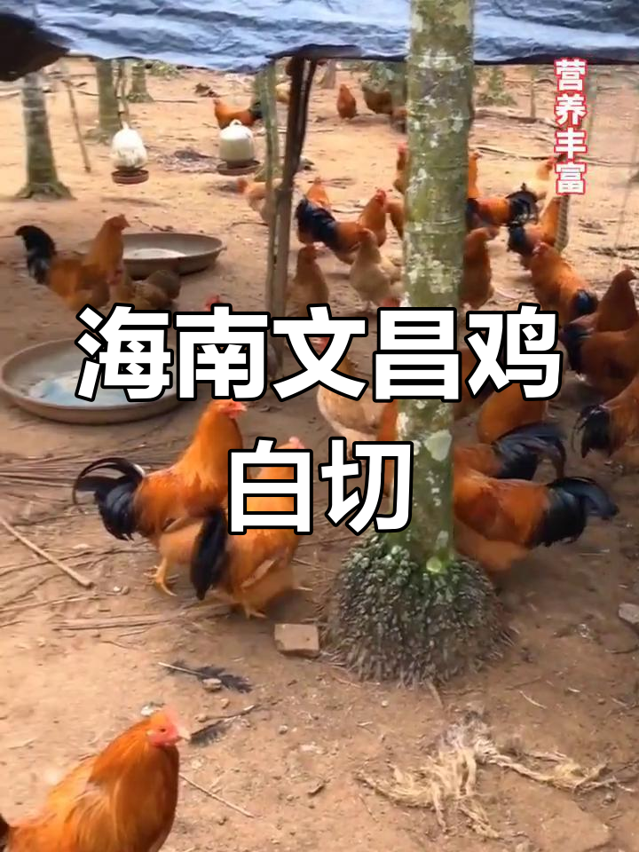 文昌鸡白切做法,简单又美味,110天母鸡肉质鲜嫩