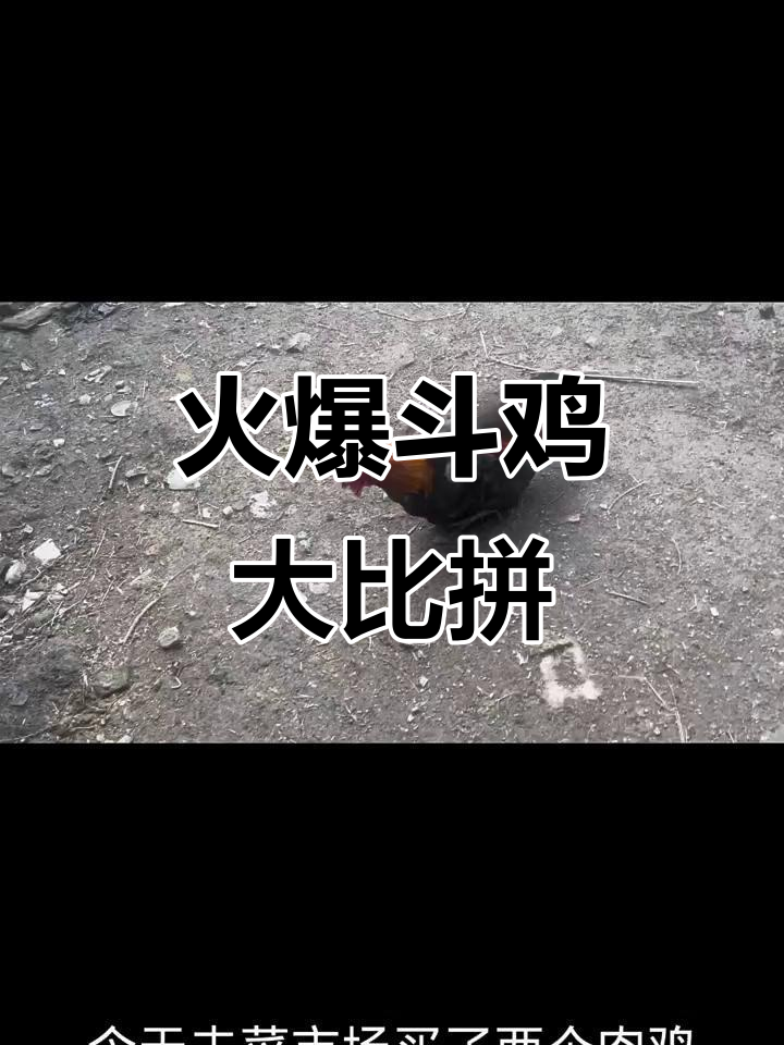 斗鸡比赛激烈开打,火烧毛挑战极限动作