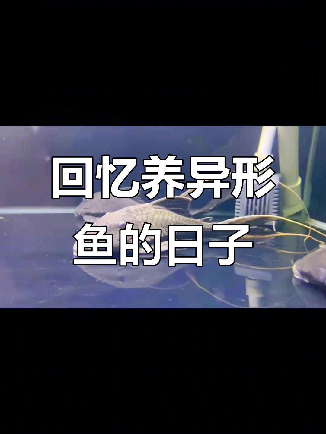 异型鱼之旅：从南美到水族箱，探索热带鱼的魅力