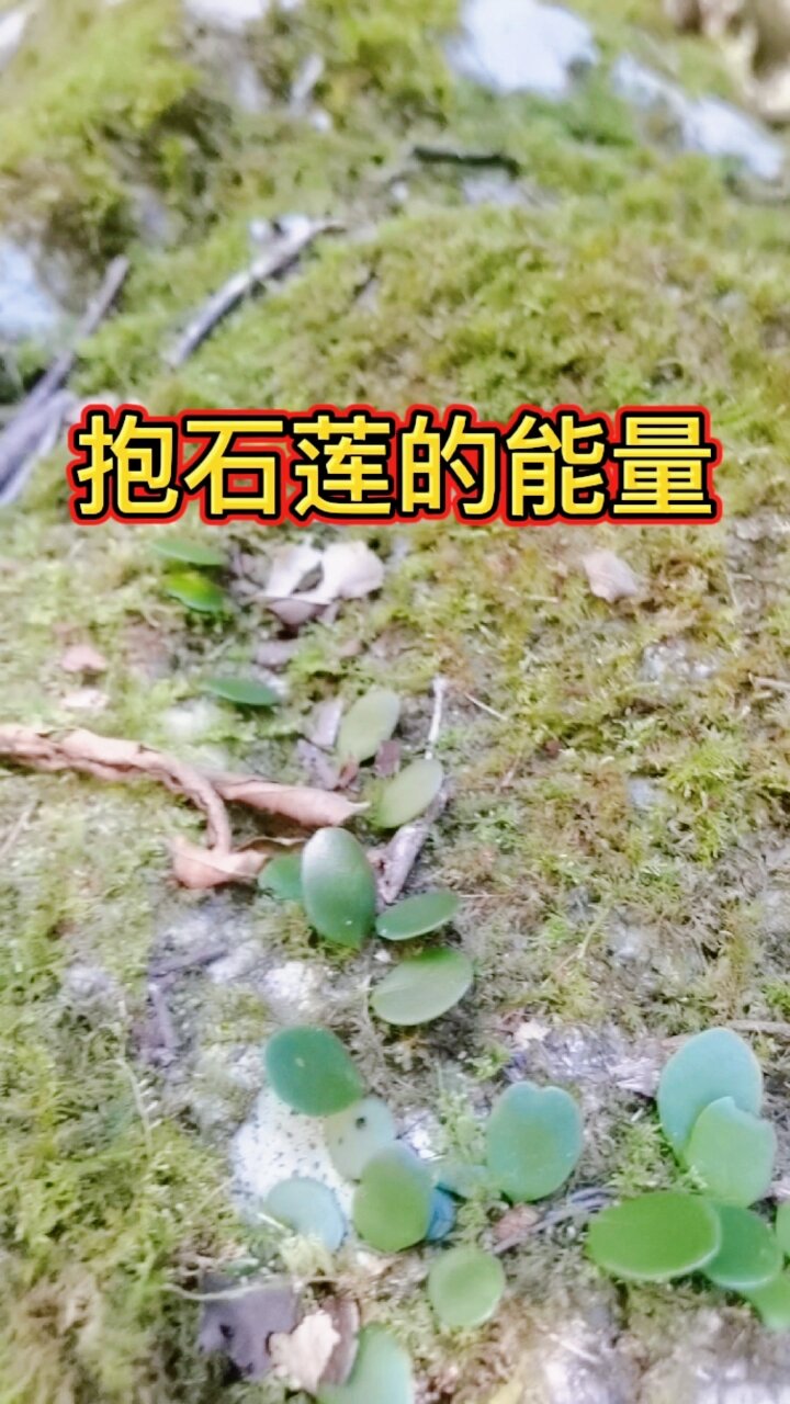 抱石莲作用了解一下