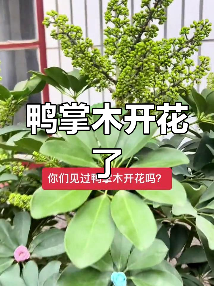 鸭掌木首次开花,香气扑鼻