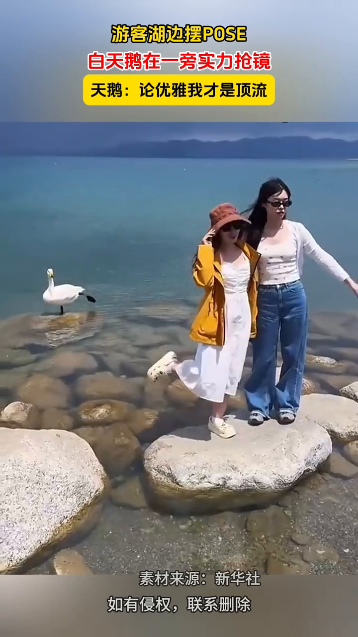 游客湖边摆POSE,白天鹅在一旁实力抢镜