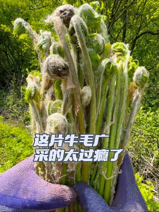 农村生活采山野菜,遇上成片牛毛广可劲儿采!