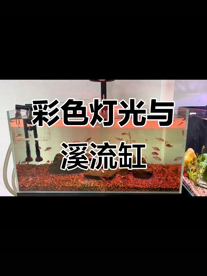 80瓦乐迪灯光下的溪流缸,鱼缸造景大变身