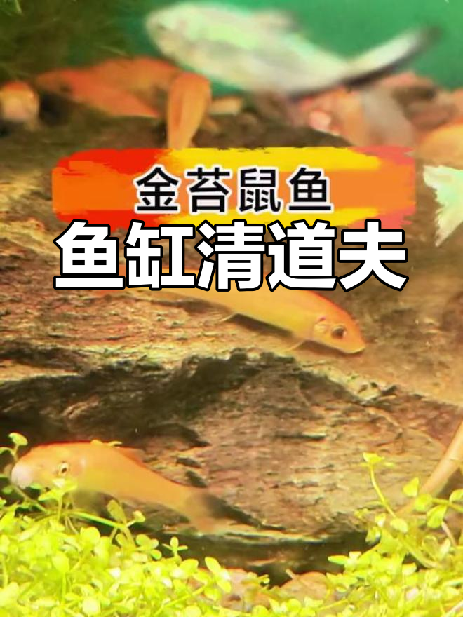 金苔鼠鱼,轻松清洁鱼缸,藻类食物一网打尽!