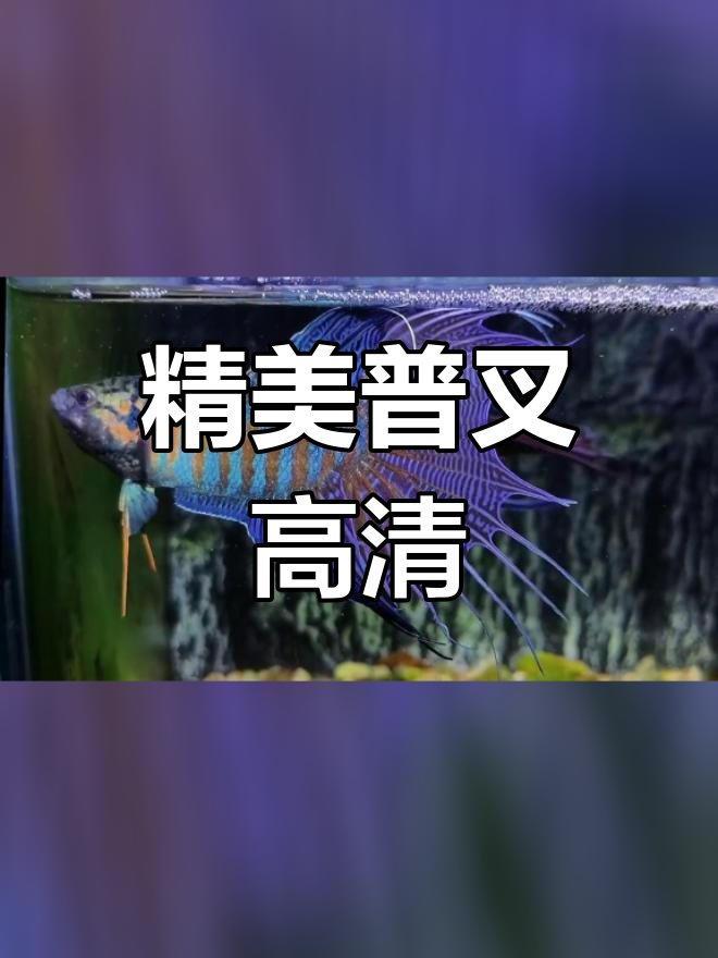 高清普叉斗鱼展示