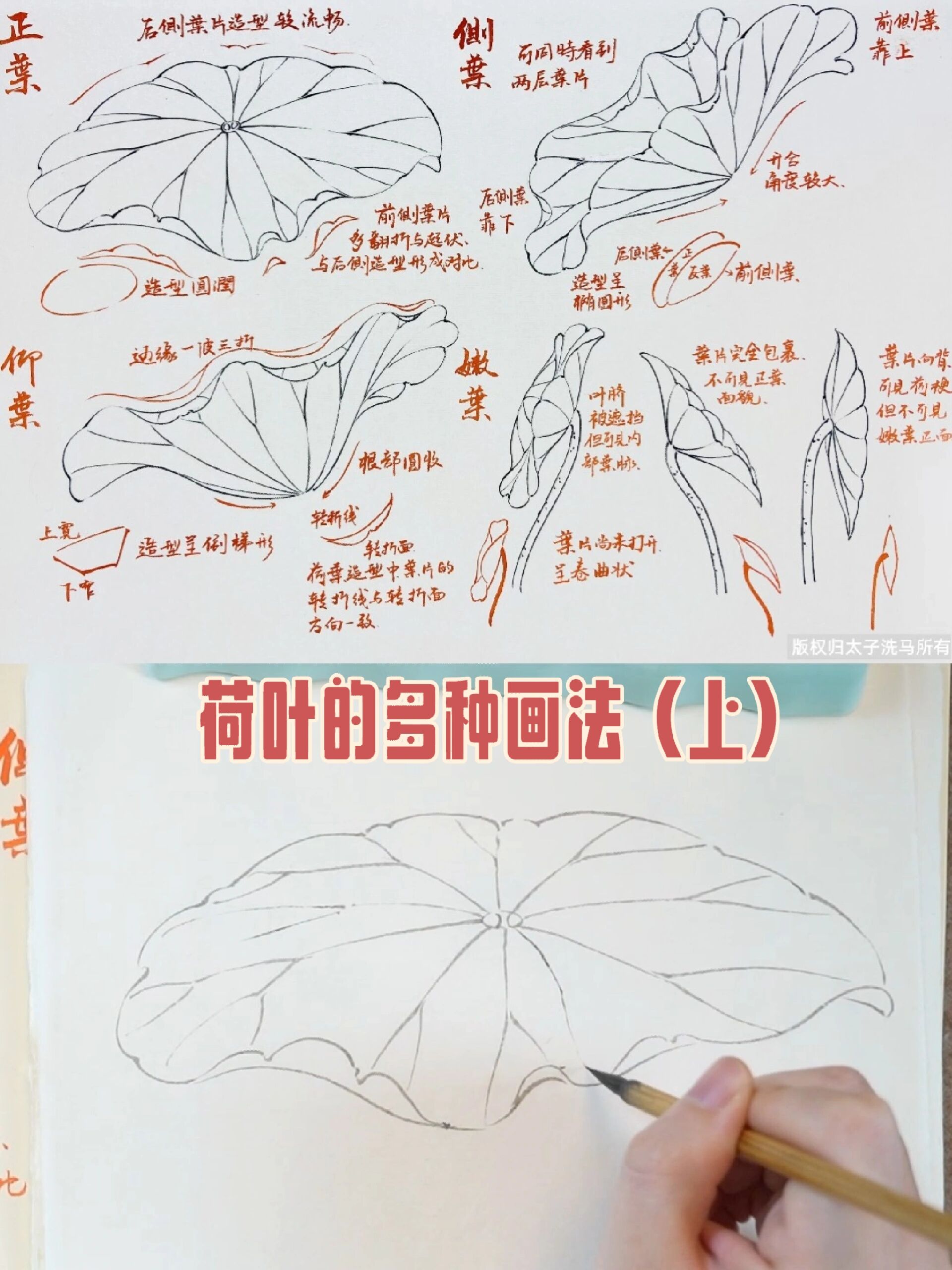 国画教程|白描荷花荷叶画法(上)