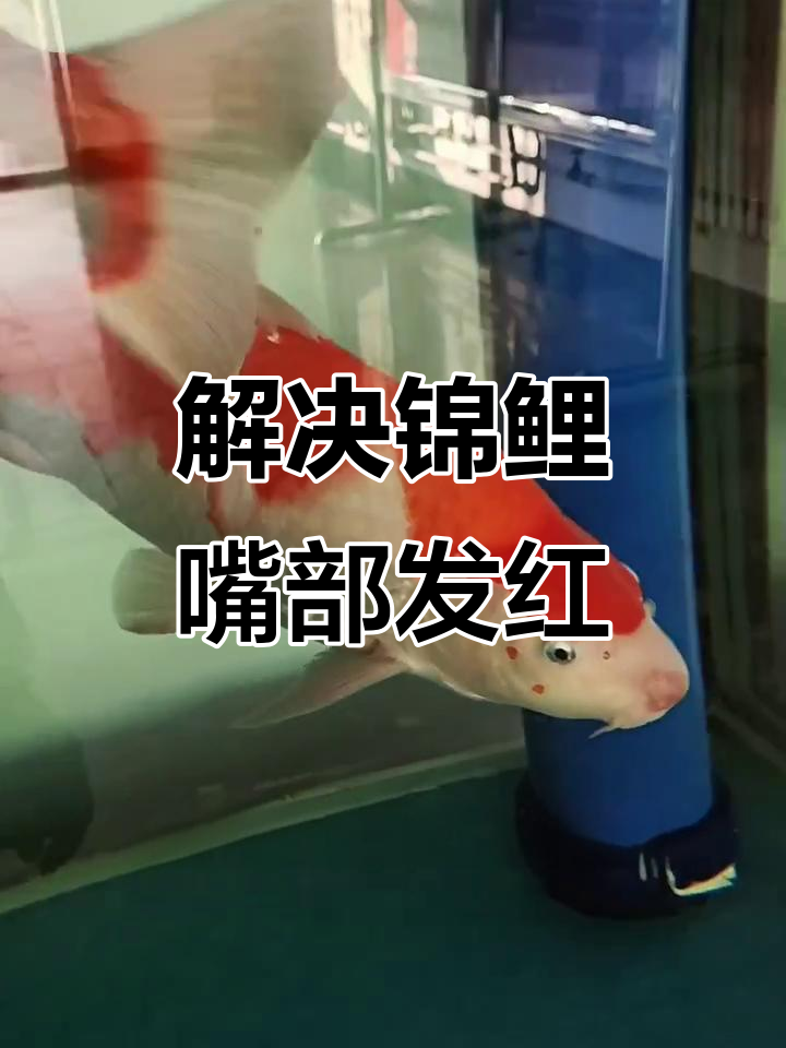 锦鲤鱼病防治:低温水质问题如何解决