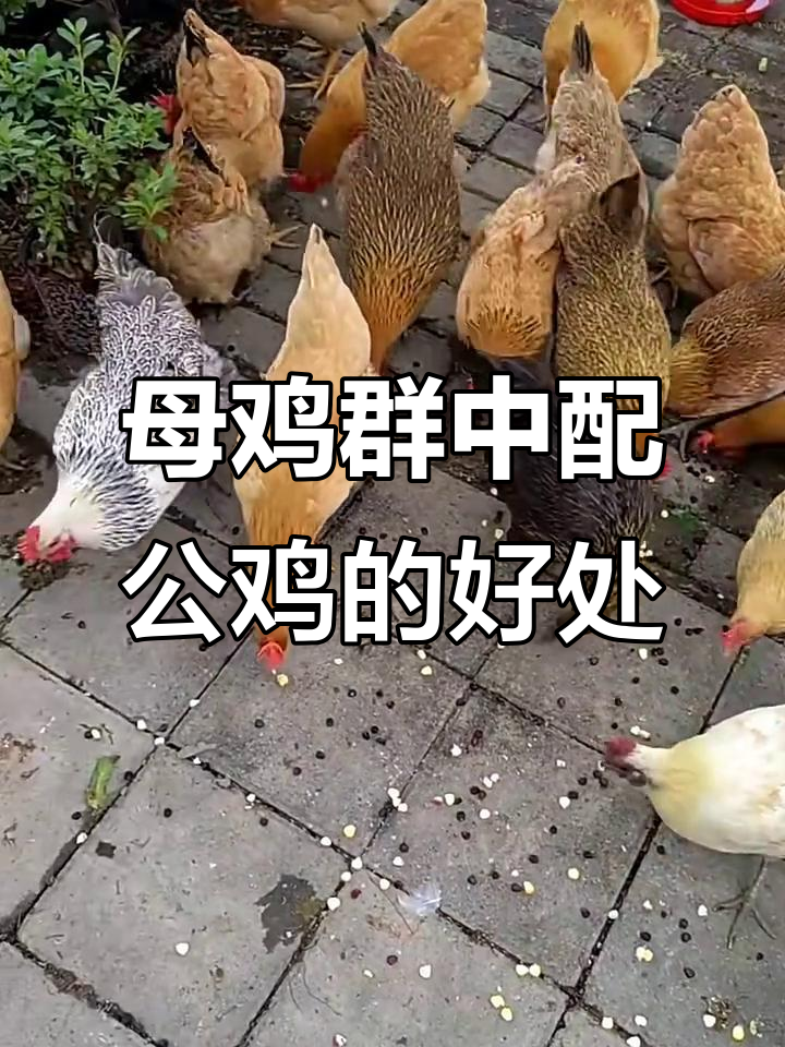 公鸡母鸡一起养,竟然有这些好处?