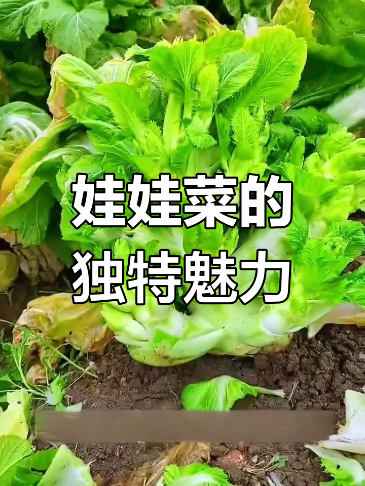 儿菜:怪名字的神奇蔬菜,营养丰富又好吃