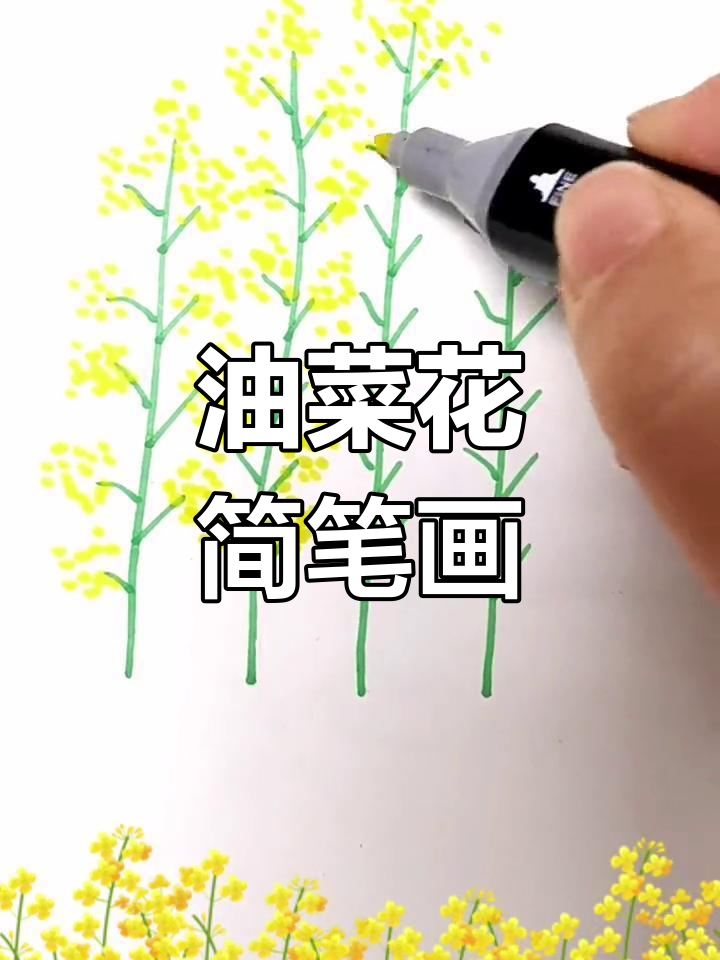 春天的油菜花简笔画教程