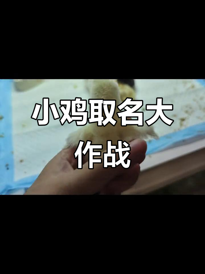 七只小鸡名字大揭秘,点点、李太美等超有趣!