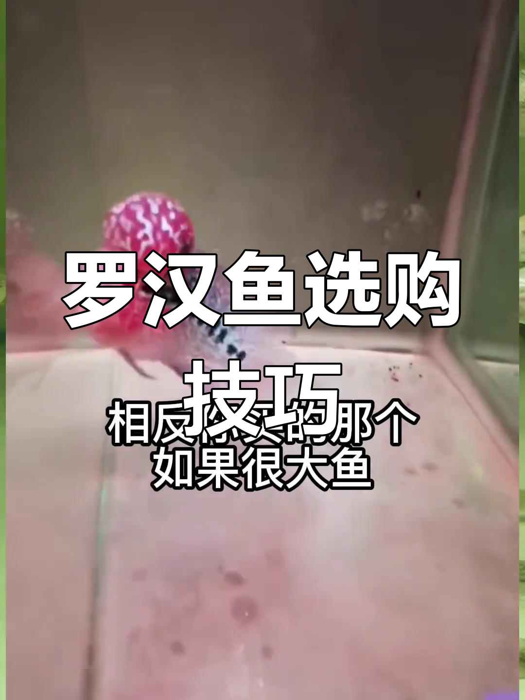 买罗汉鱼别选太大的,潜力更重要