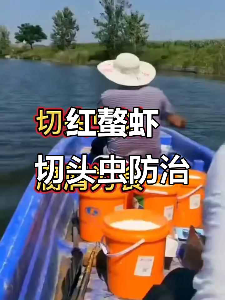 澳洲红螯虾切头虫防控技巧,水质管理关键