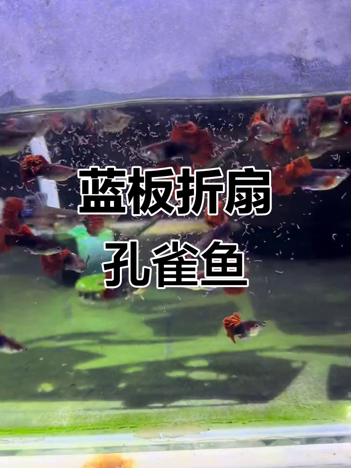 蓝版褶扇孔雀鱼成长记:从第一窝到第二窝,品质不断提升