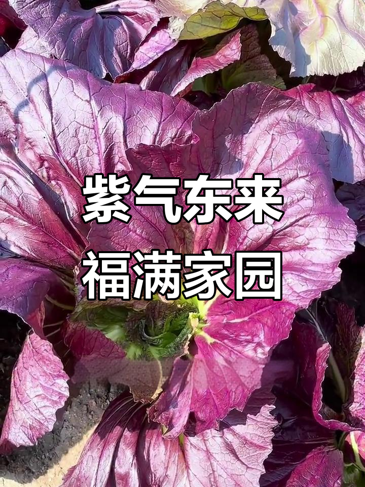 紫色大叶芥菜:美观又营养,一家五口吃得够