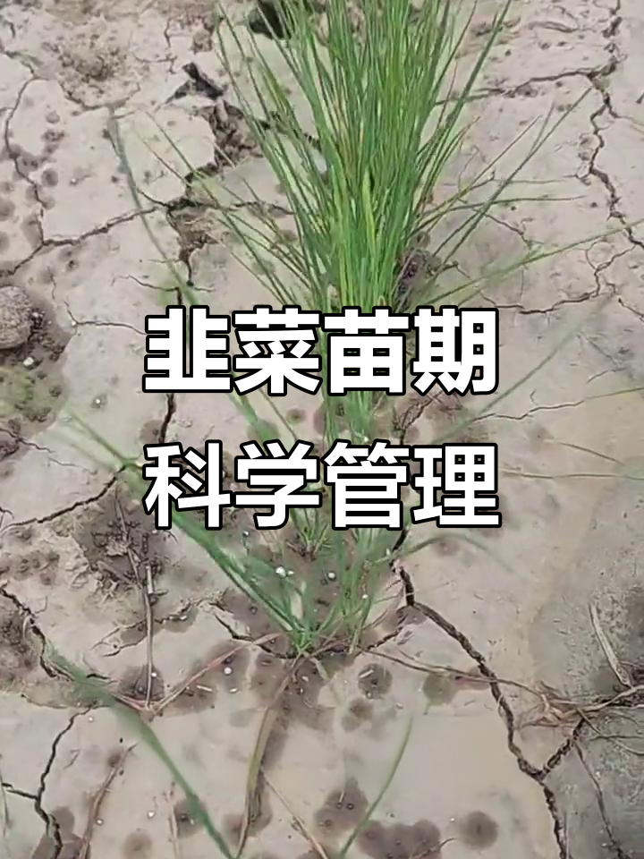 韭菜苗期管理全攻略,避免盲目浇水施肥