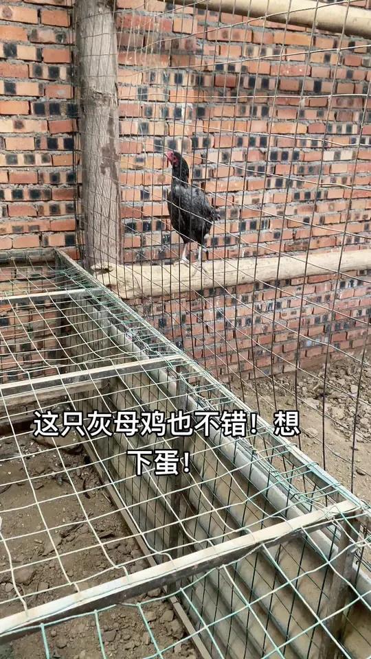 这只灰母鸡也不错!想下蛋!斗鸡斗鸡战斗公鸡高质量斗鸡公鸡中的战斗机