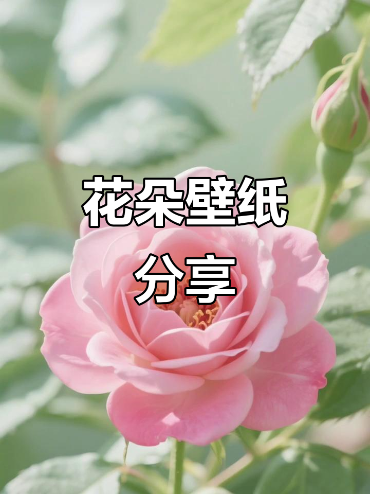 美丽花朵壁纸推荐,护眼又养心