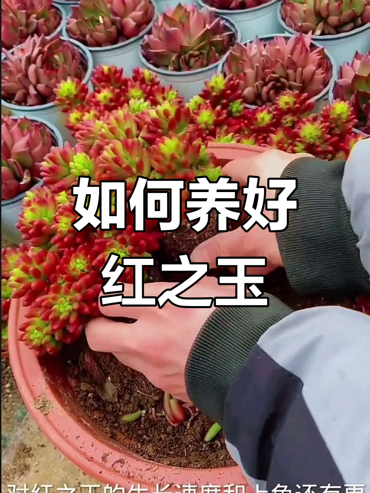 养护虹之玉多肉的6大秘诀,轻松让它枝叶爆满盆