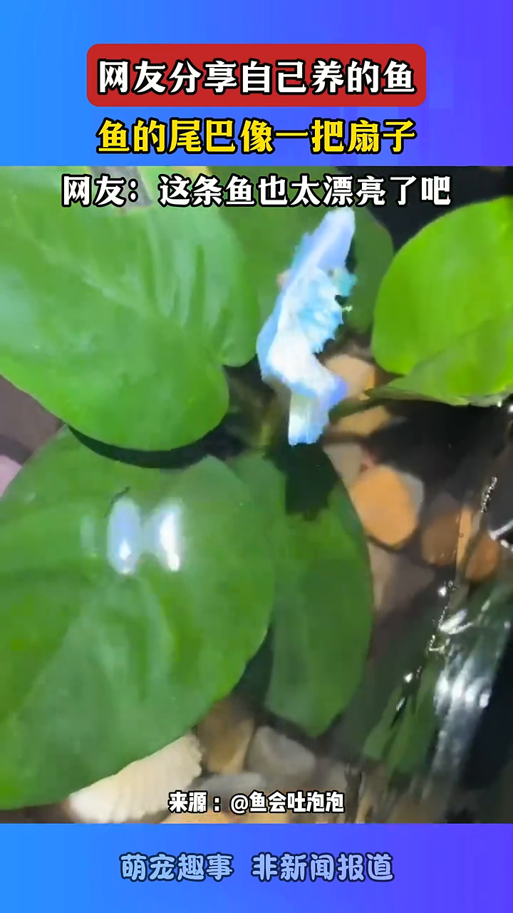 网友分享自己养的鱼,鱼的尾巴像一把扇子,网友:这鱼也太漂亮了