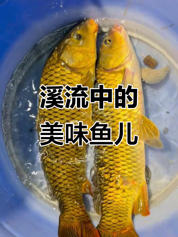 贵州溪流里的神奇鱼类，尝过几种？