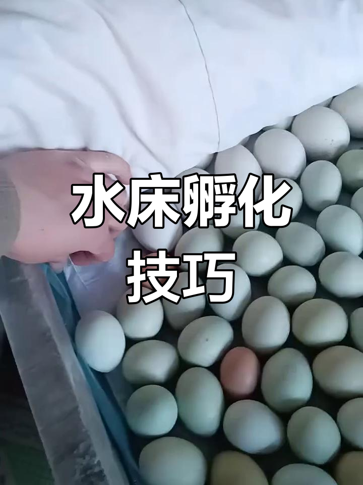 水床孵化技术揭秘:如何控制温度,让小鸡健康出生