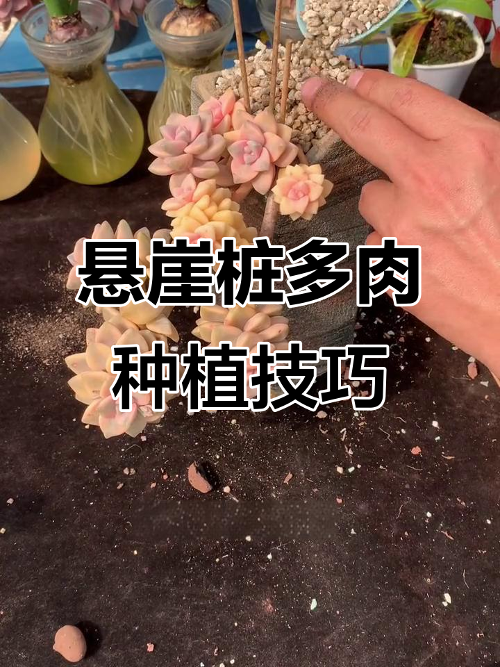 如何用陶粒打造悬崖桩多肉植物,简单步骤教你搞定