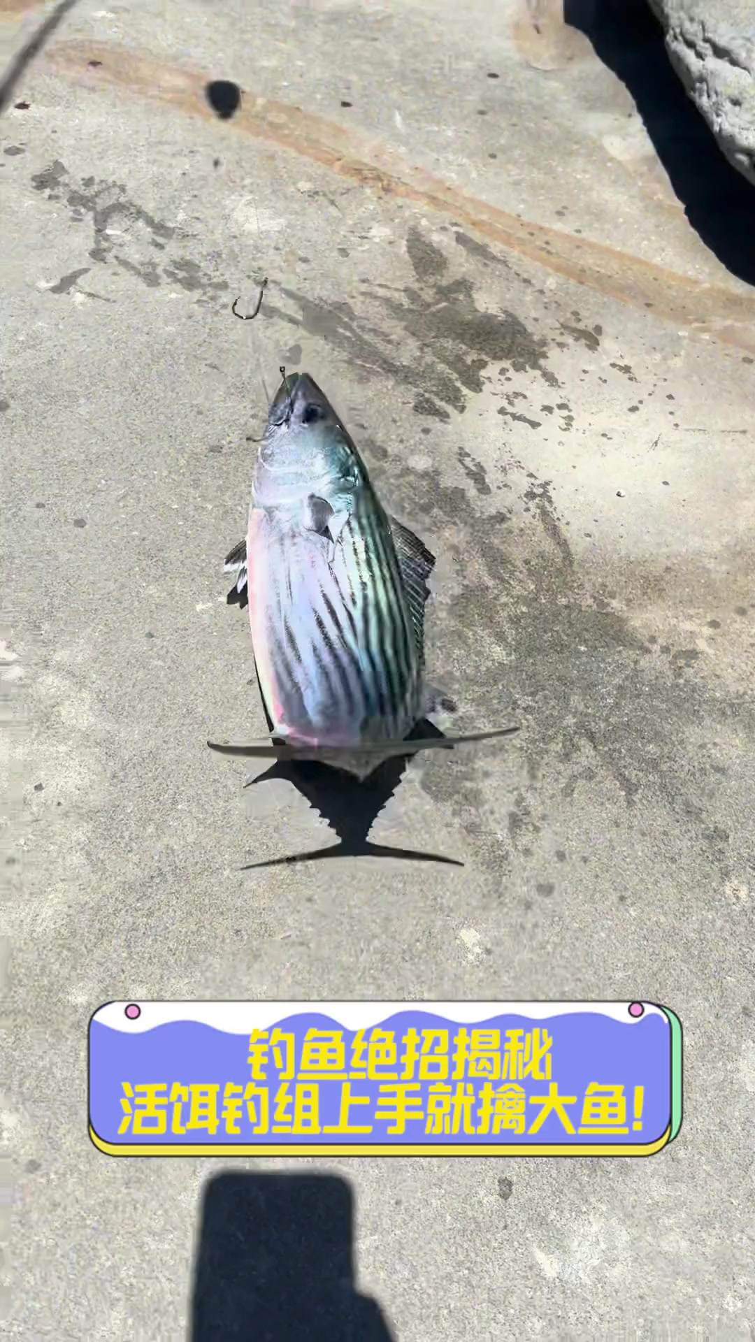 钓鱼绝招揭秘,活饵钓组上手就擒大鱼!