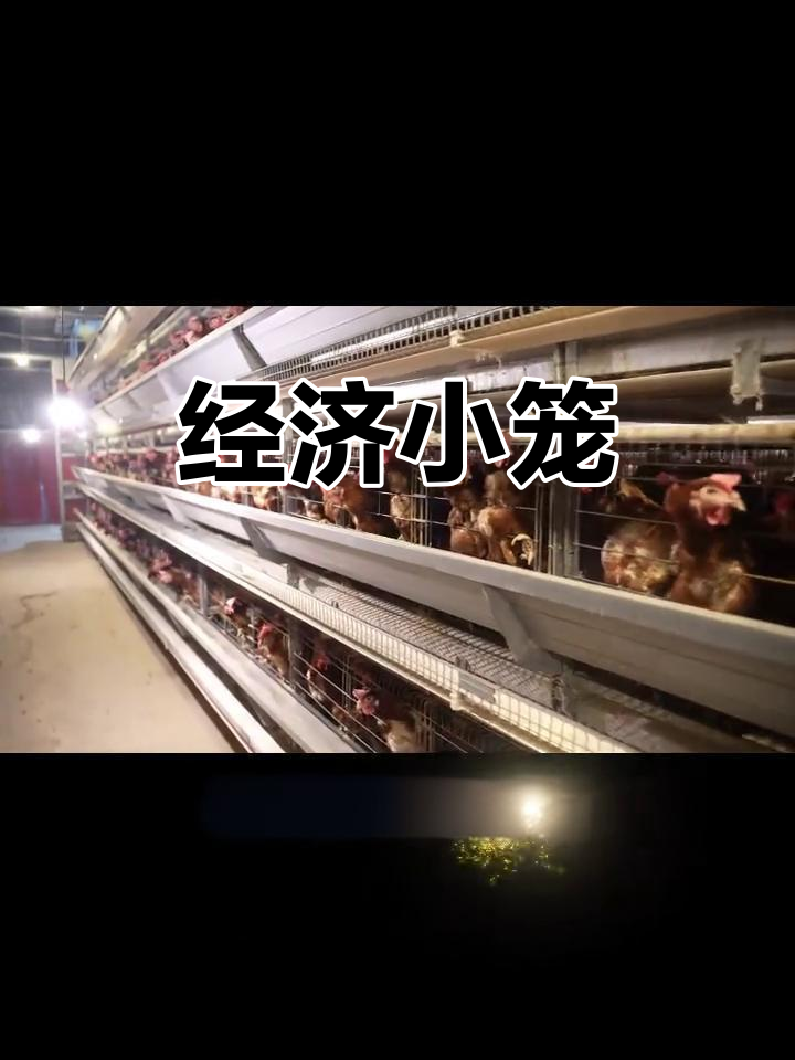 小型蛋鸡笼,经济实用,适合老旧鸡舍改造