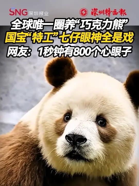 代号“巧克力”,国宝“特工”七仔已就位!主打一个用憨憨外表执行神秘任务