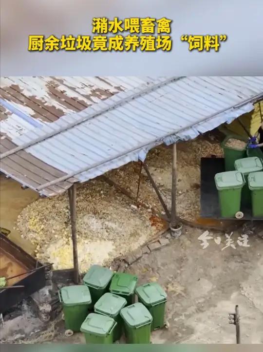 有深圳街坊爆料说,深汕合作区的餐厨垃圾处理企业,竟将每日收集的餐厨垃圾,转运至外市养殖场销