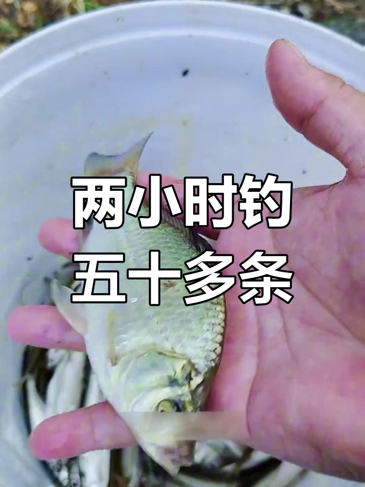 秋高气爽,抚河故道钓鱼记