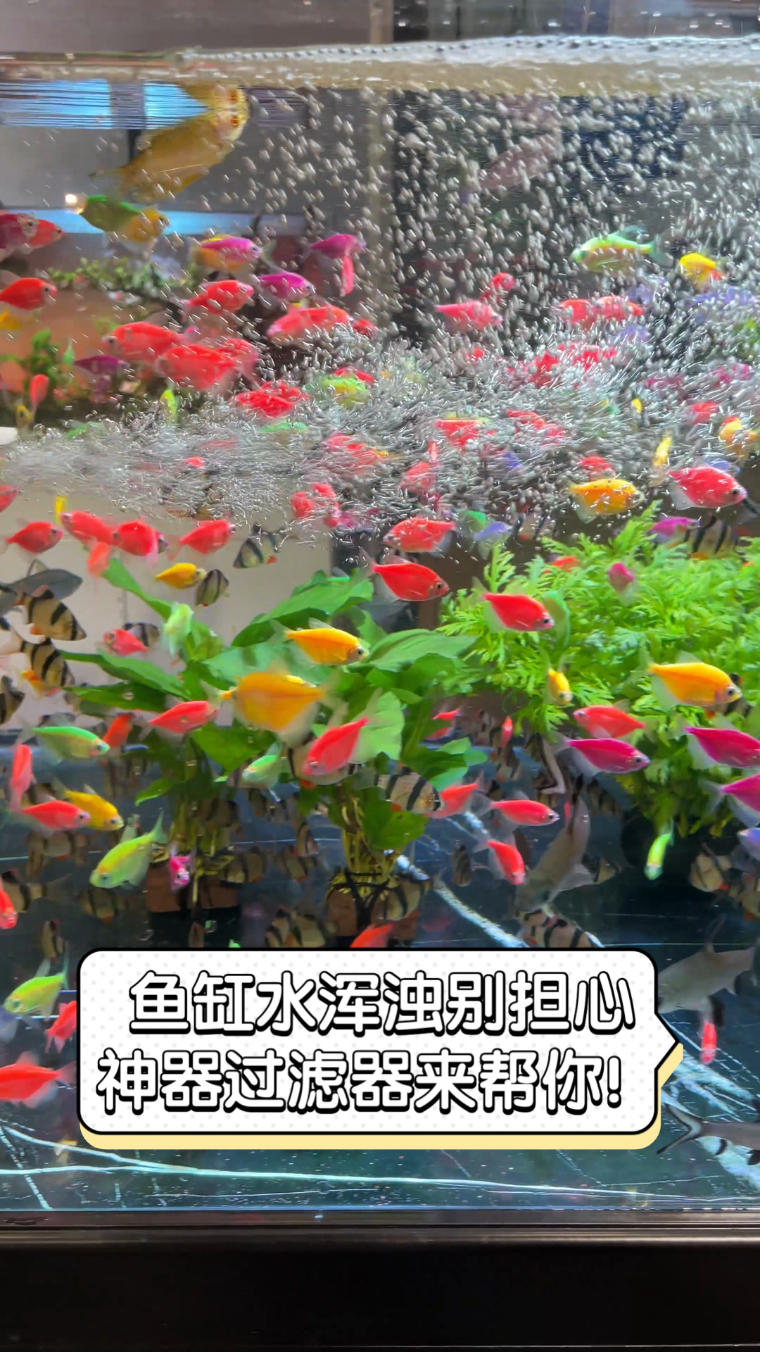 鱼缸水浑浊别担心,神器过滤器来帮你!