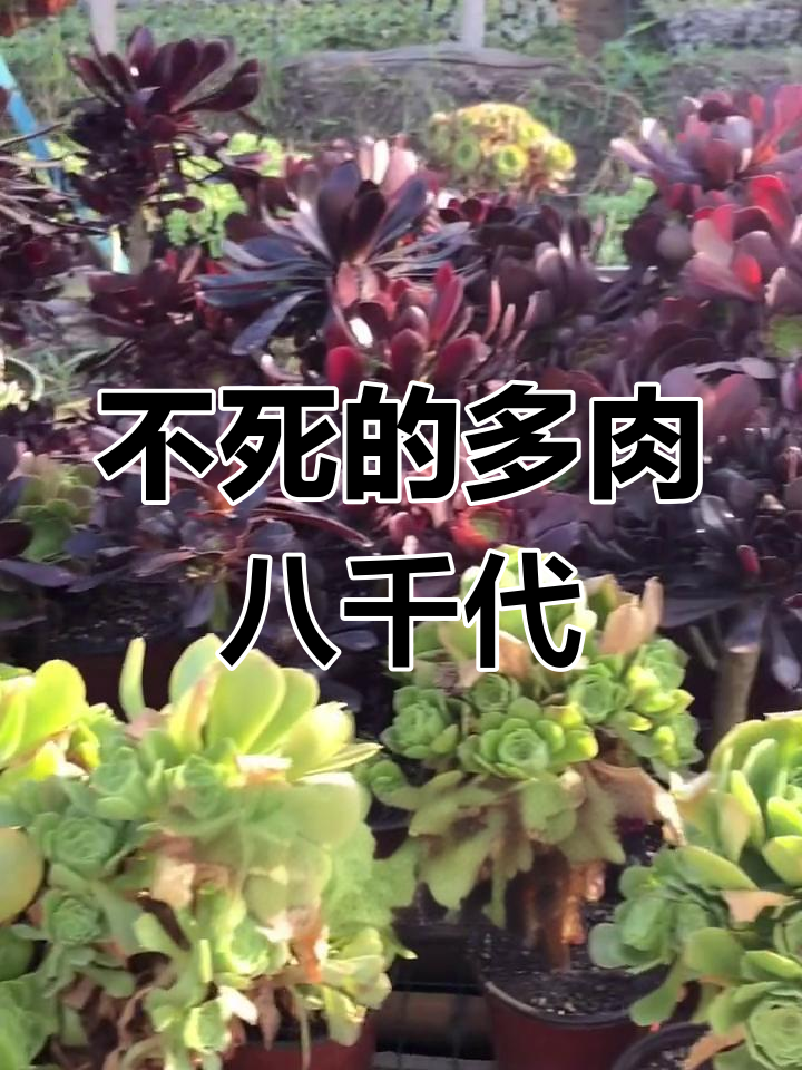 八千代:多肉植物中的小清新,绿植常伴左右