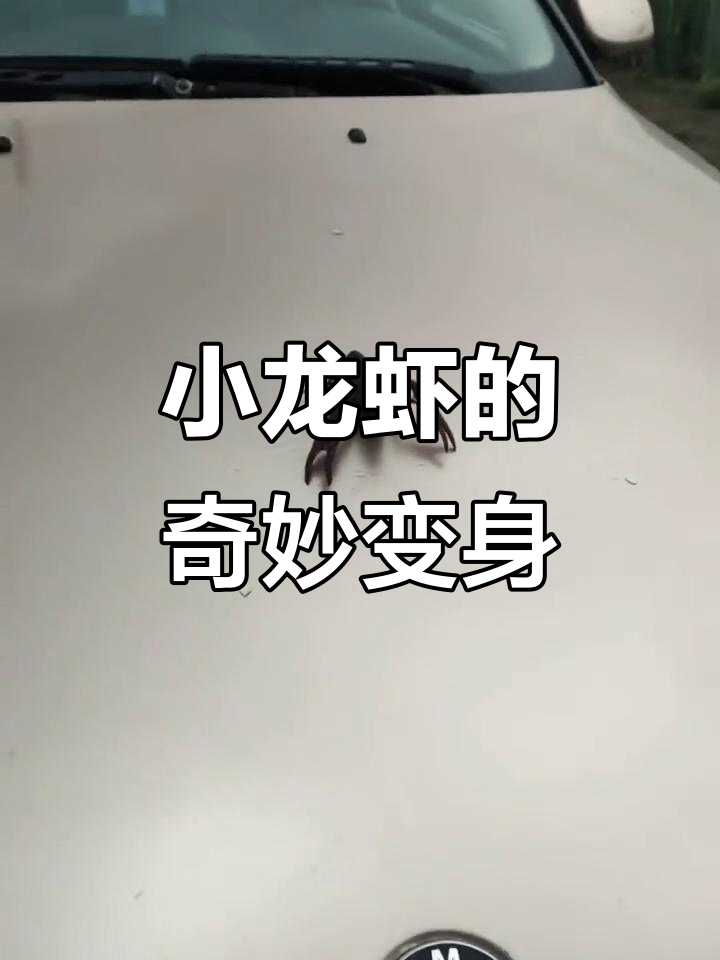 梦中宝马变盘,小龙虾也能这么玩!
