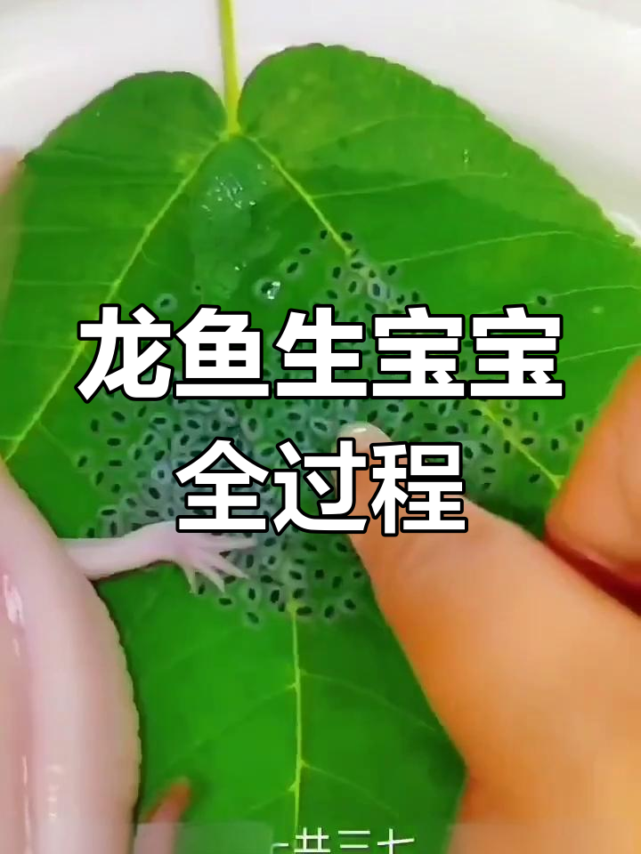六角龙鱼产卵三千二百八十颗,妈妈守护宝宝真辛苦