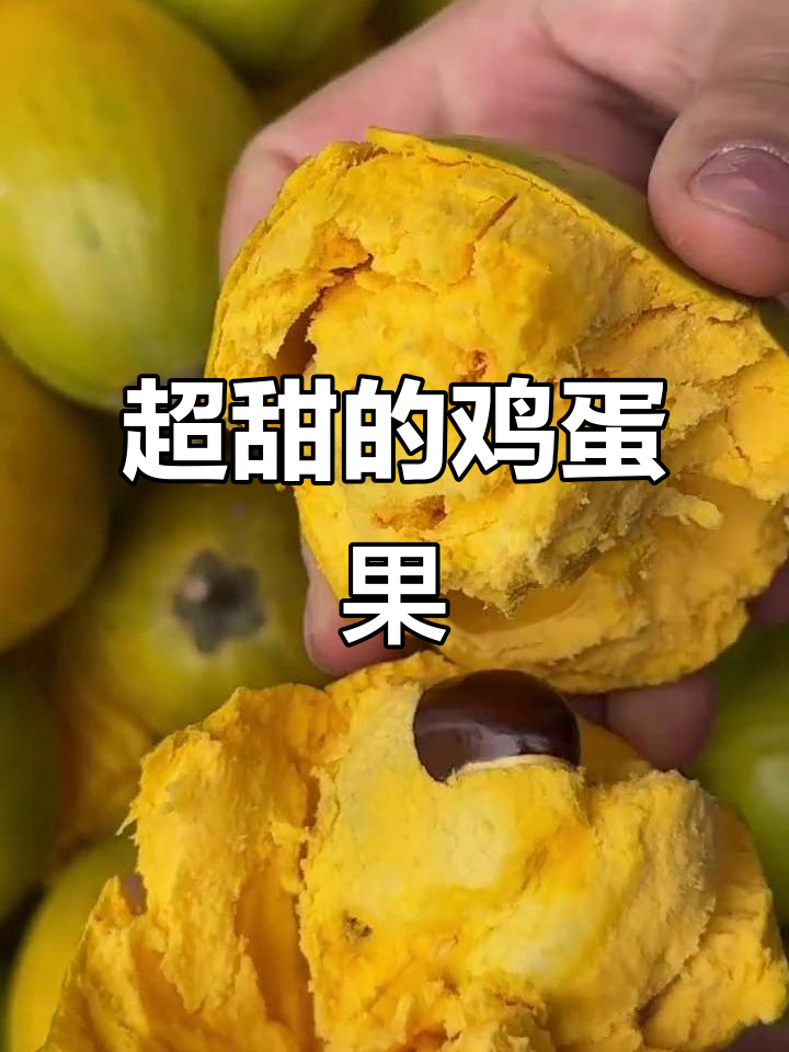 鸡蛋果熟了,像蛋黄一样甜美!