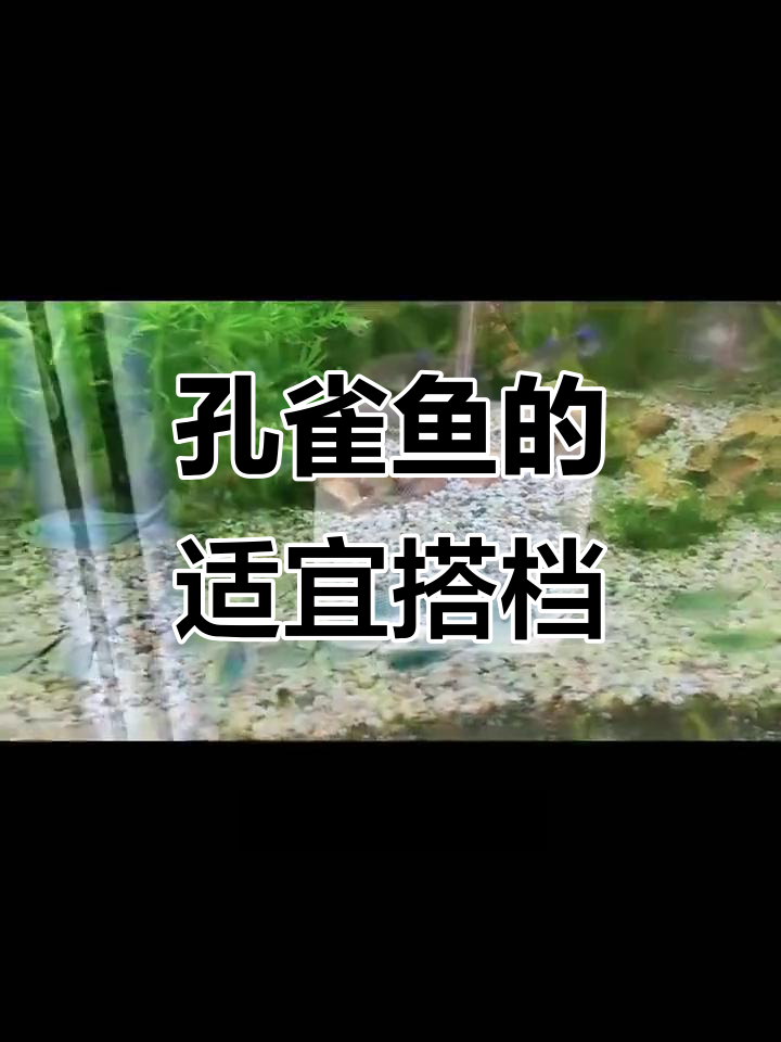 孔雀鱼能和哪些温和热带鱼混养?避免与攻击性强的鱼类搭配