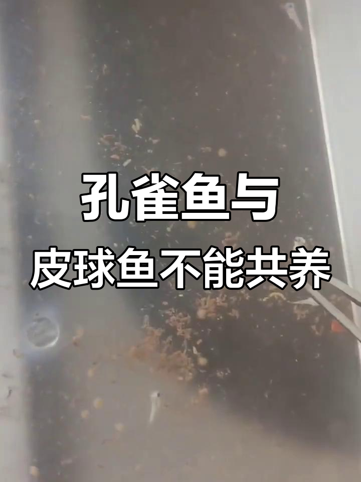 孔雀鱼和皮球鱼的混养悲剧，小鱼竟然死了这么多