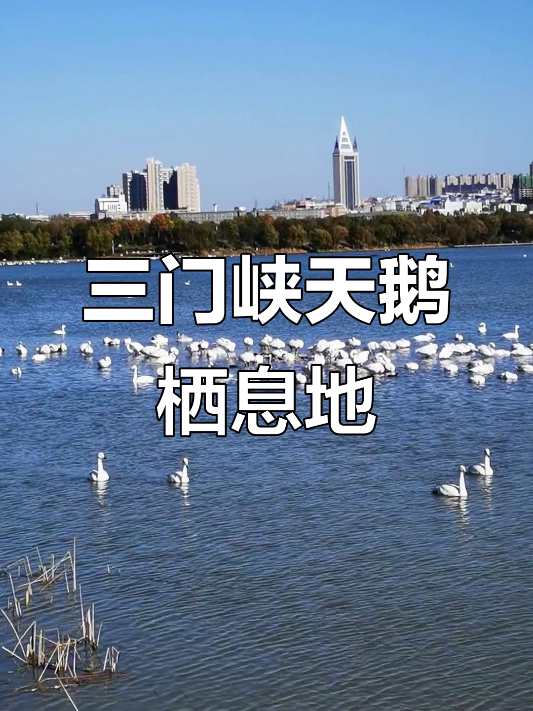 河南三门峡天鹅湖,上万只白天鹅展翅飞翔
