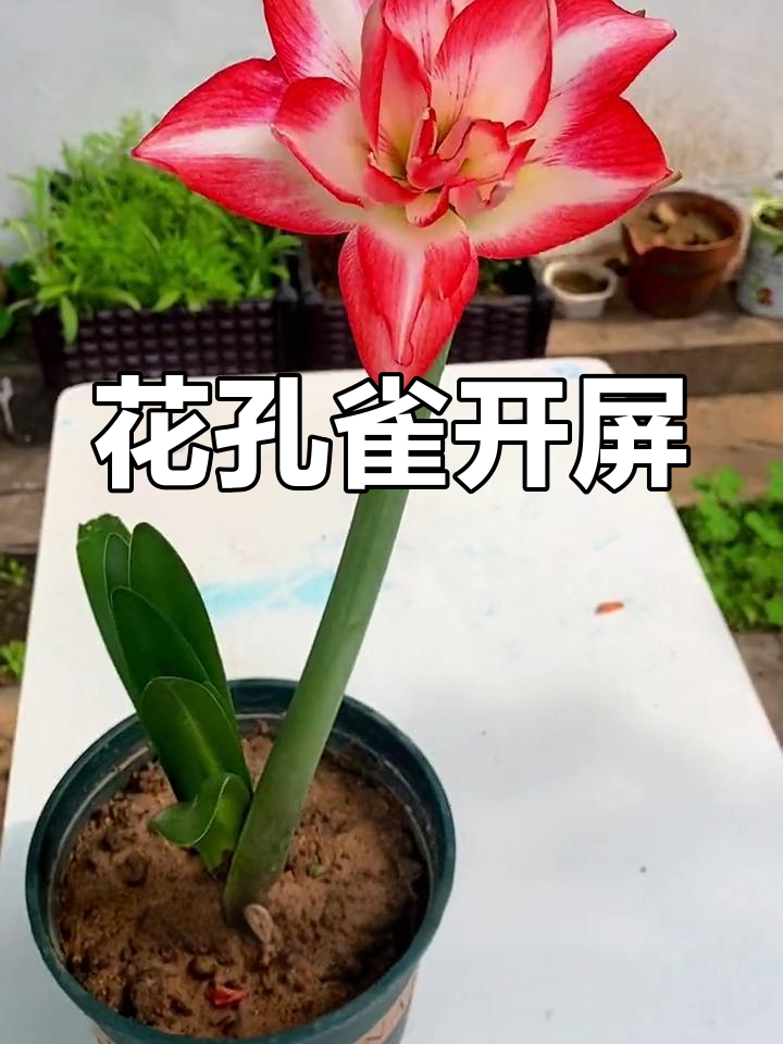 朱顶红花孔雀开屏,花朵美丽惊艳