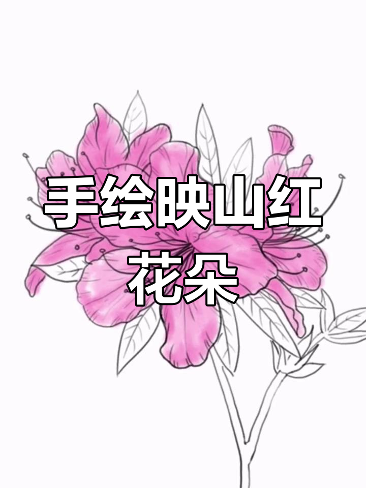 映山红手绘教程,轻松画出美丽花朵