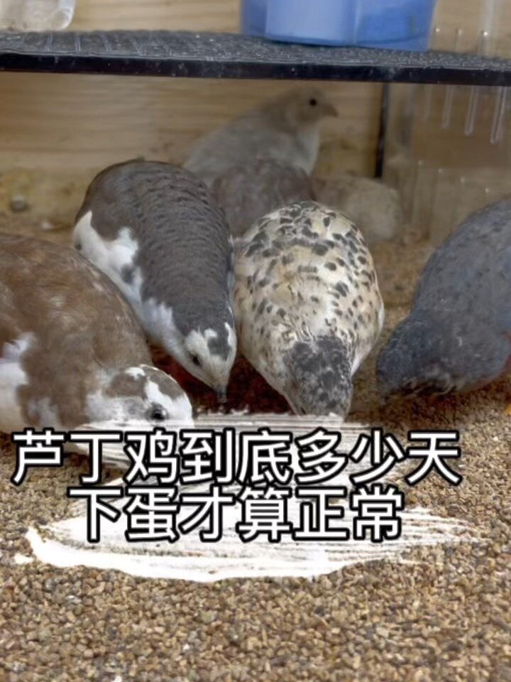 芦丁鸡多少天下蛋算正常