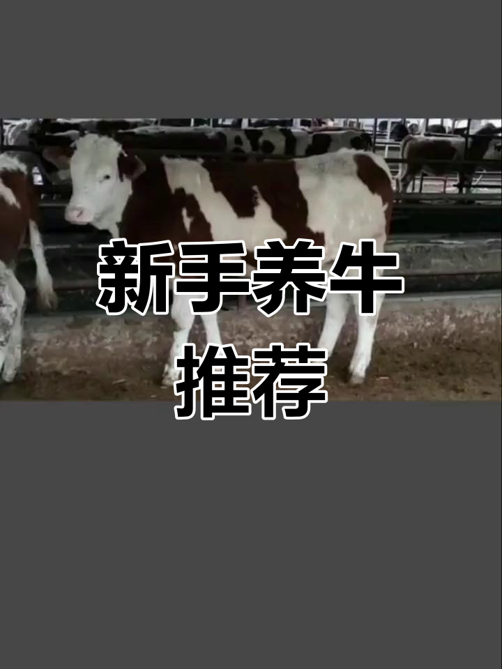 适合新手养的四种高效肉牛品种