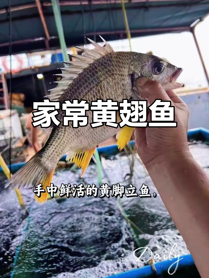黄翅鱼家常做法,简单美味又营养!
